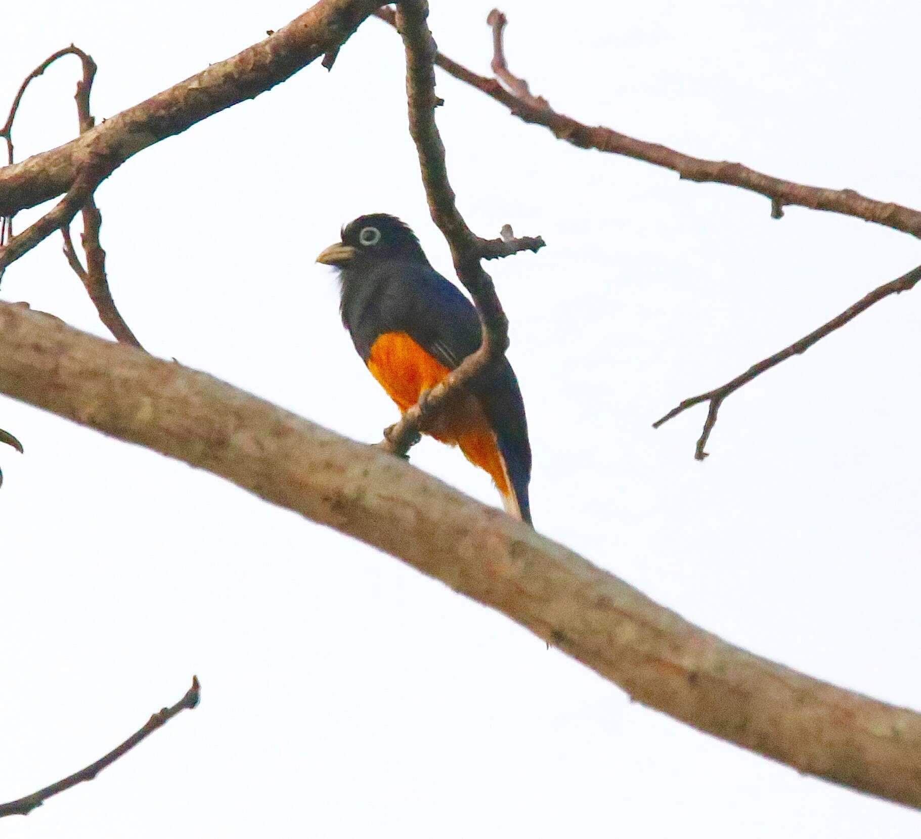 Plancia ëd Trogon chionurus Sclater, PL & Salvin 1871