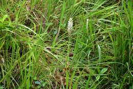 Image of Tropical False Rein Orchid