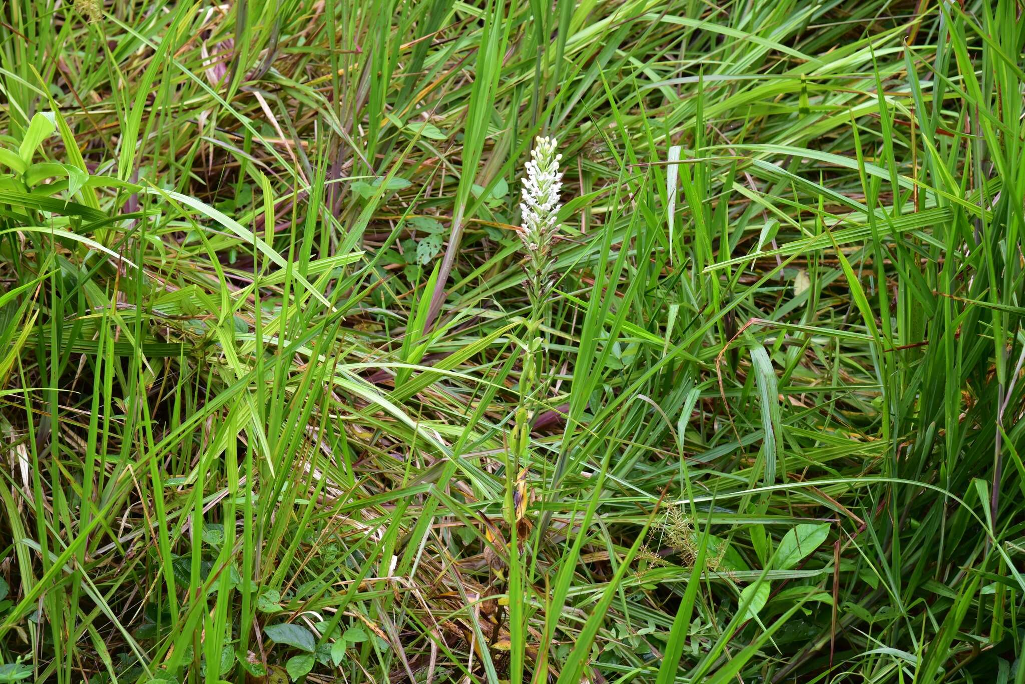 Слика од Habenaria monorrhiza (Sw.) Rchb. fil.