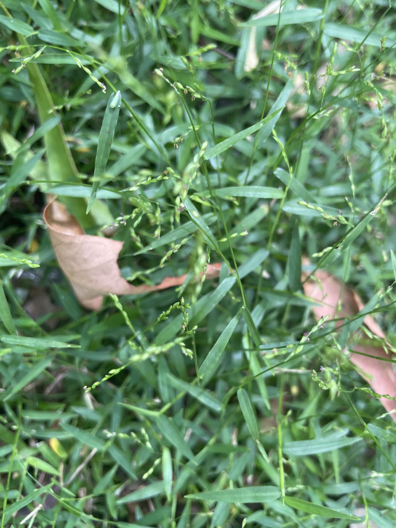 Plancia ëd Ottochloa gracillima C. E. Hubb.