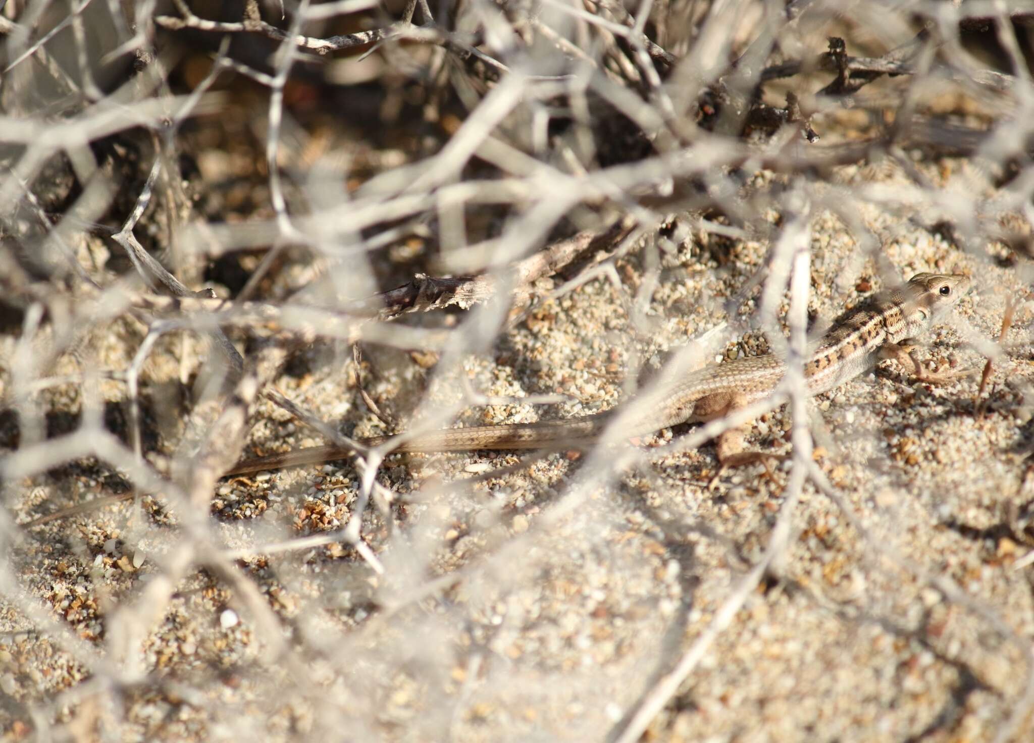 Image of Ophisops elegans basoglui Baran & Budak 1978