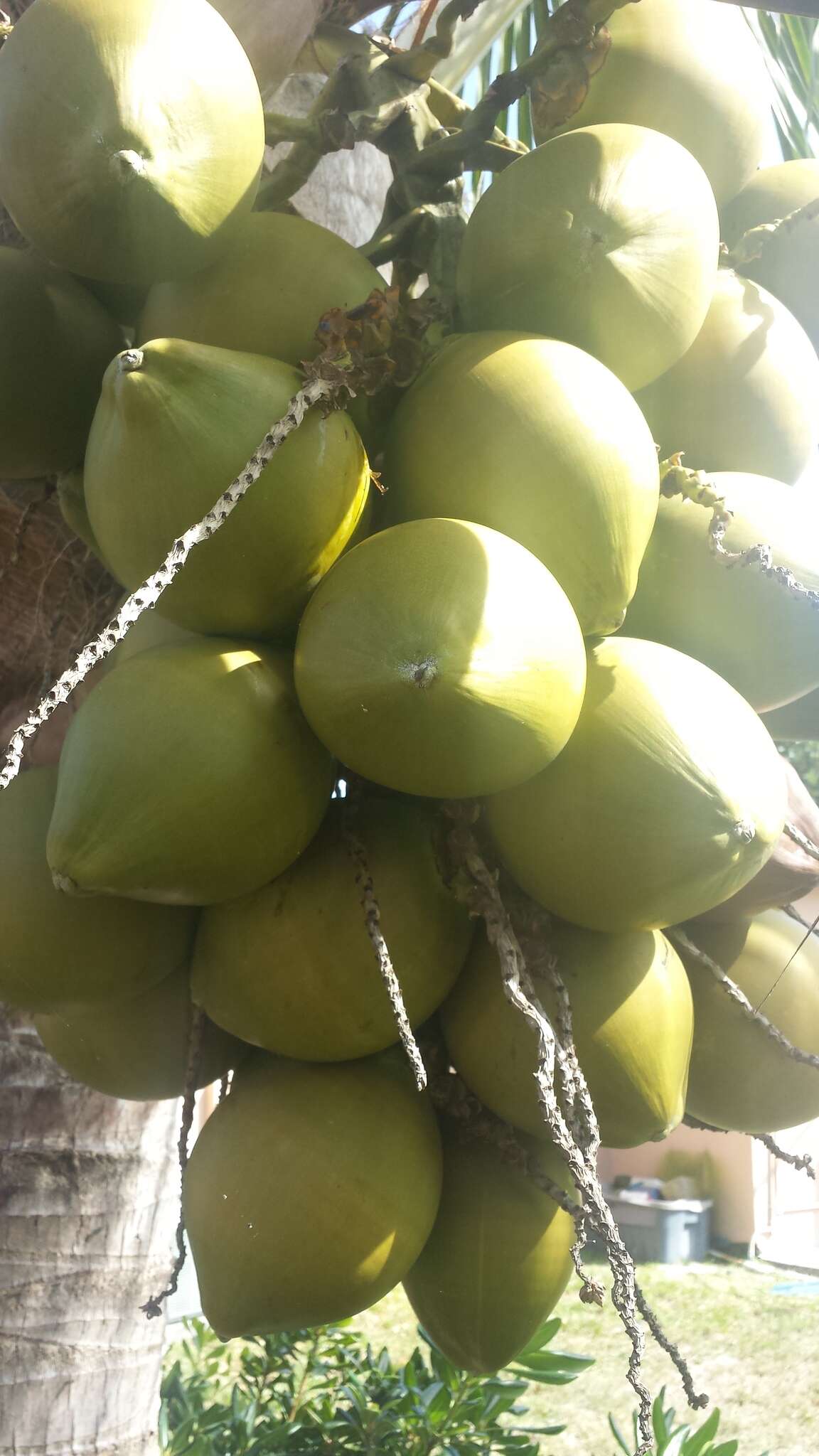 Image of coconut palm