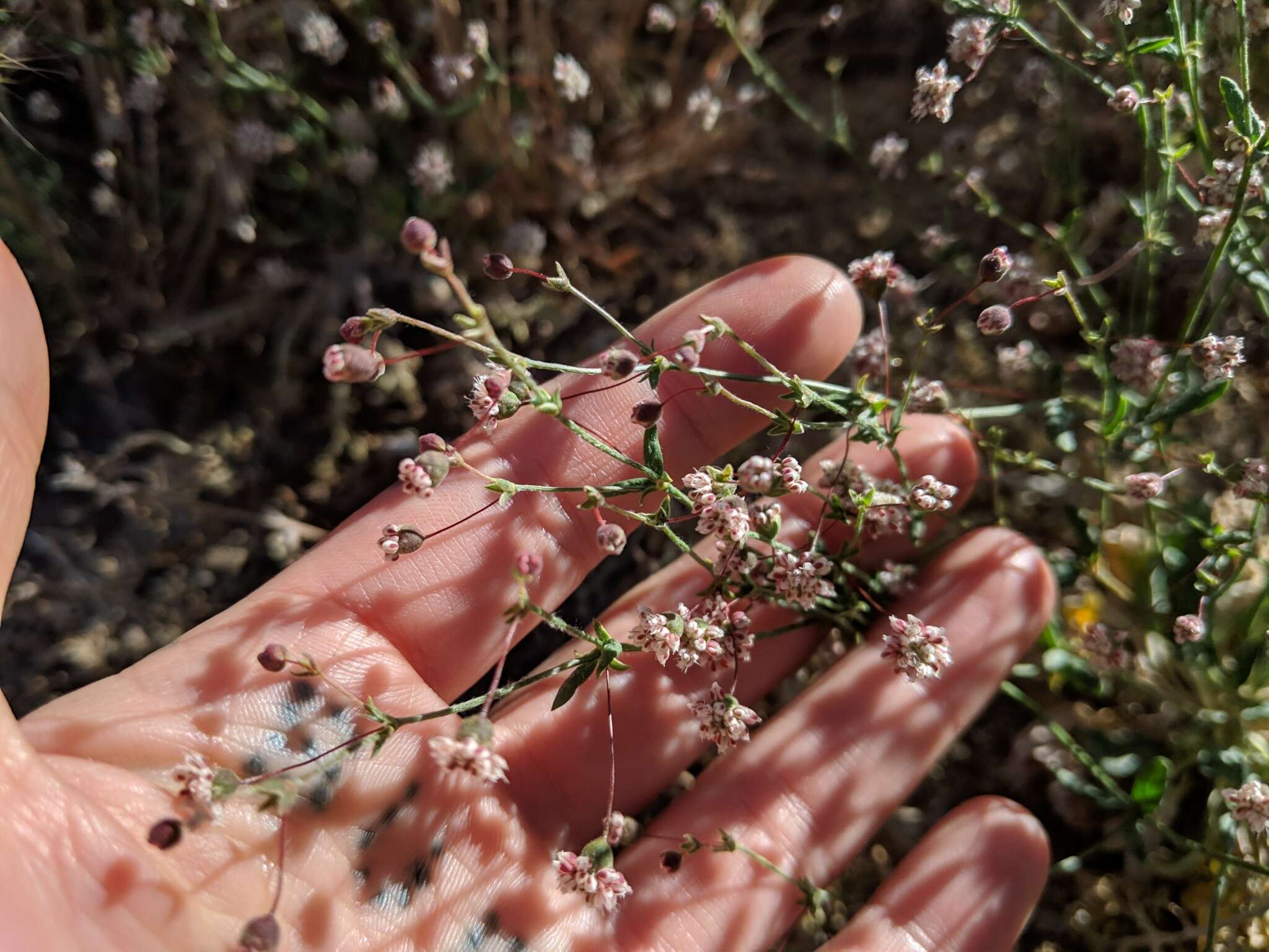 Image of spotted buckwheat