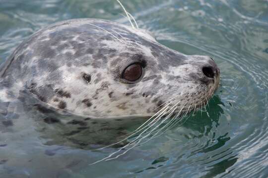 Image of Pacific harbor seal