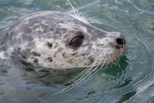 Image de Phoca vitulina richardii (Gray 1864)