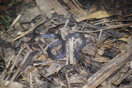 Image of Indian Wolf Snake