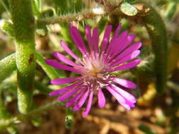 Imagem de Drosanthemum hispidum (L.) Schwant.