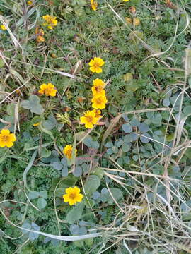 Image of Bidens anthemoides (DC.) Sherff