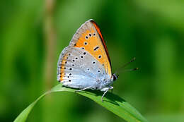 Image of Lycaena dispar rutilus (Werneburg 1864)