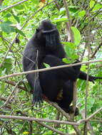 Image of Celebes crested macaque