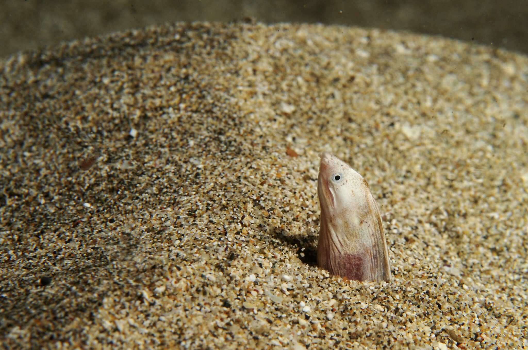 Image of Blotched Snake Eel