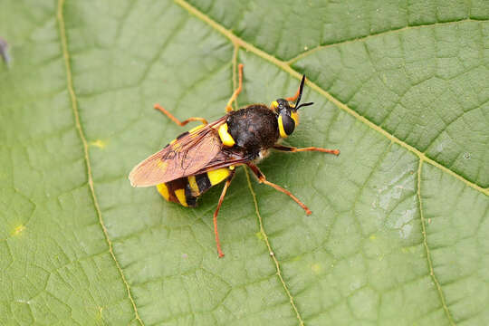 Image of Stratiomys chamaeleon (Linnaeus 1758)