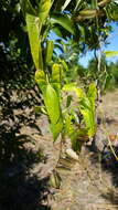 Image of Dioscorea seriflora Jum. & H. Perrier