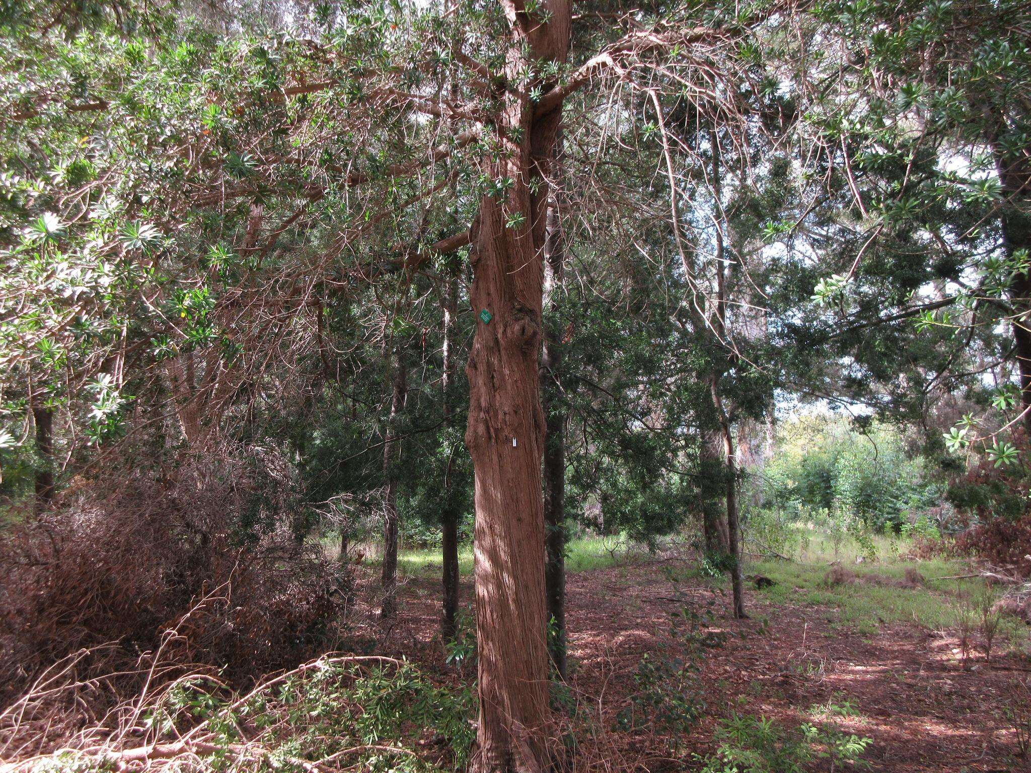 Sivun Afrikanpodokarpus kuva