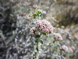 Image of Petite-Licorice