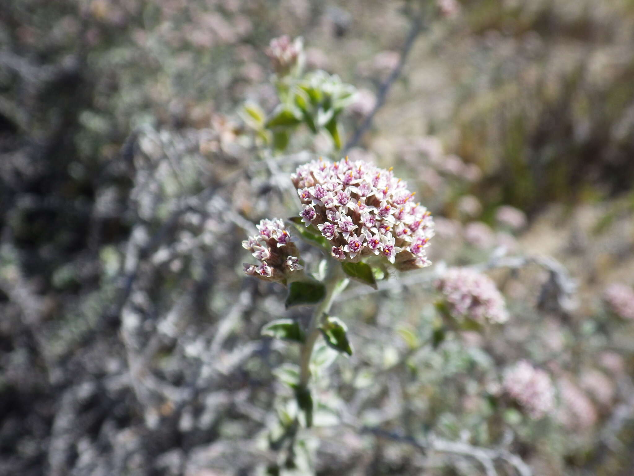 Слика од Plecostachys serpyllifolia (Berg.) O. M. Hilliard & B. L. Burtt