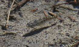 Image of Quitobaquito pupfish