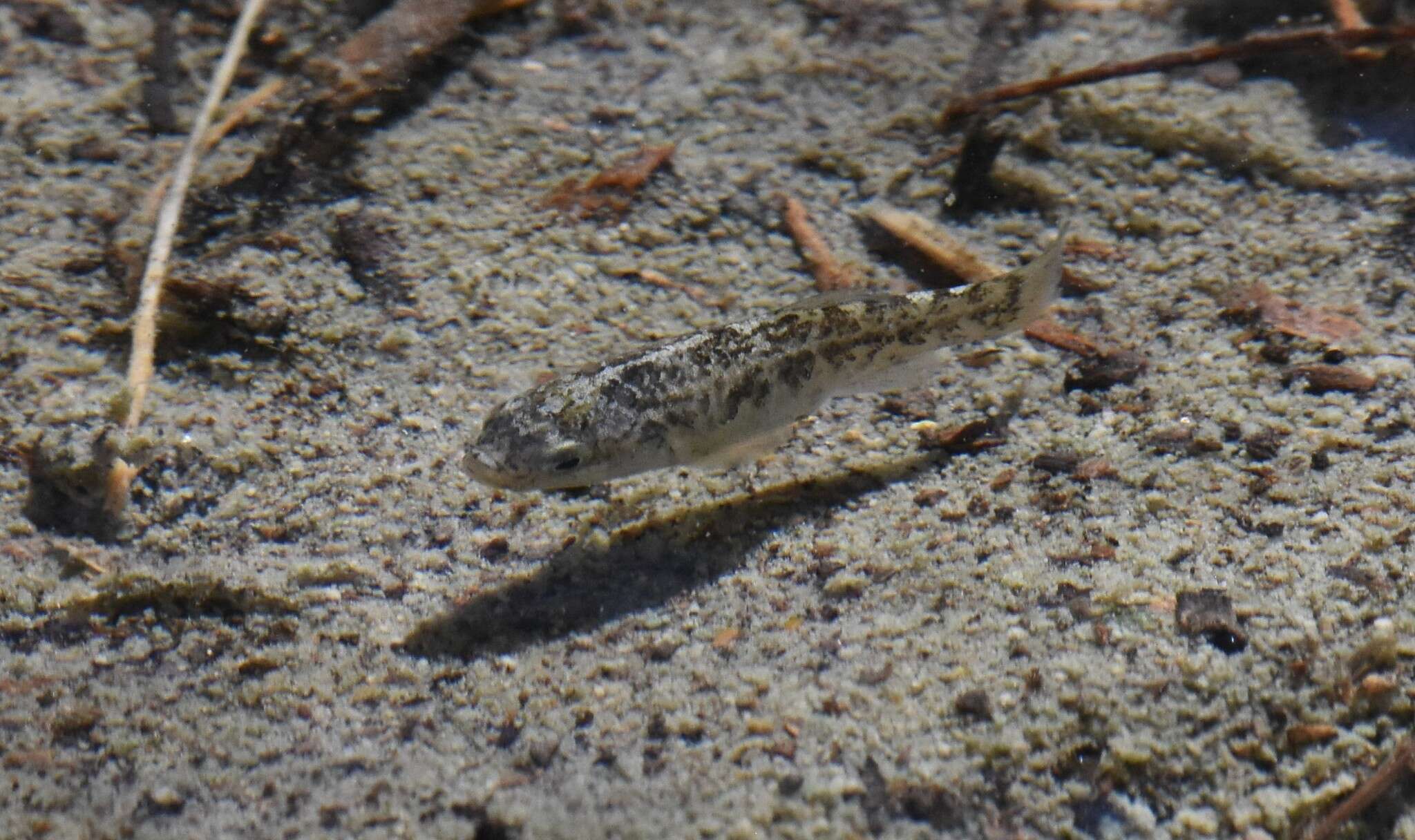 Image of Quitobaquito pupfish