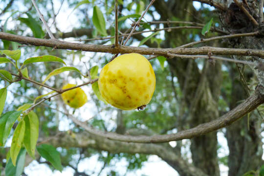 Imagem de Eugenia myrcianthes Niedenzu