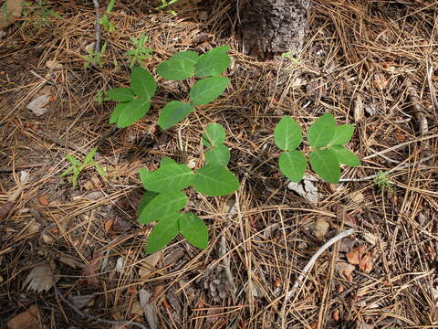 Image of flytrap dogbane