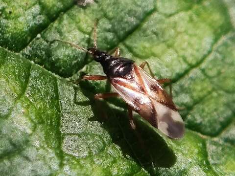 Image of Common flowerbug