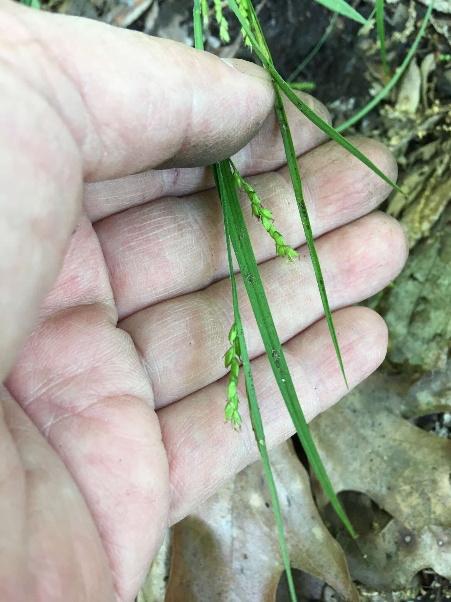 Image of slender woodland sedge