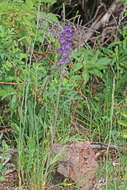 Image de Phacelia sericea subsp. ciliosa (Rydb.) G. W. Gillett