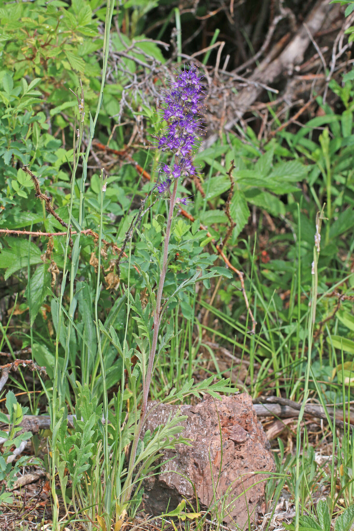 Image of silky phacelia