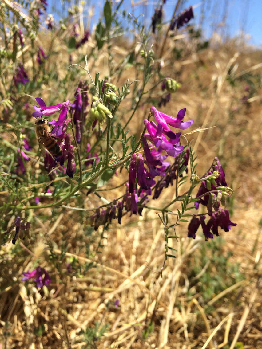 Imagem de Vicia villosa Roth