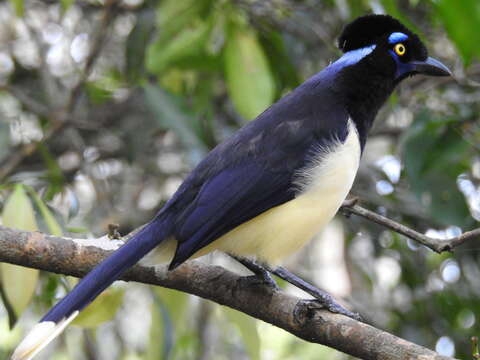 Слика од Cyanocorax chrysops (Vieillot 1818)