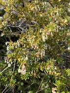 Image of Gaultheria mucronata (L. fil.) E. J. Remy