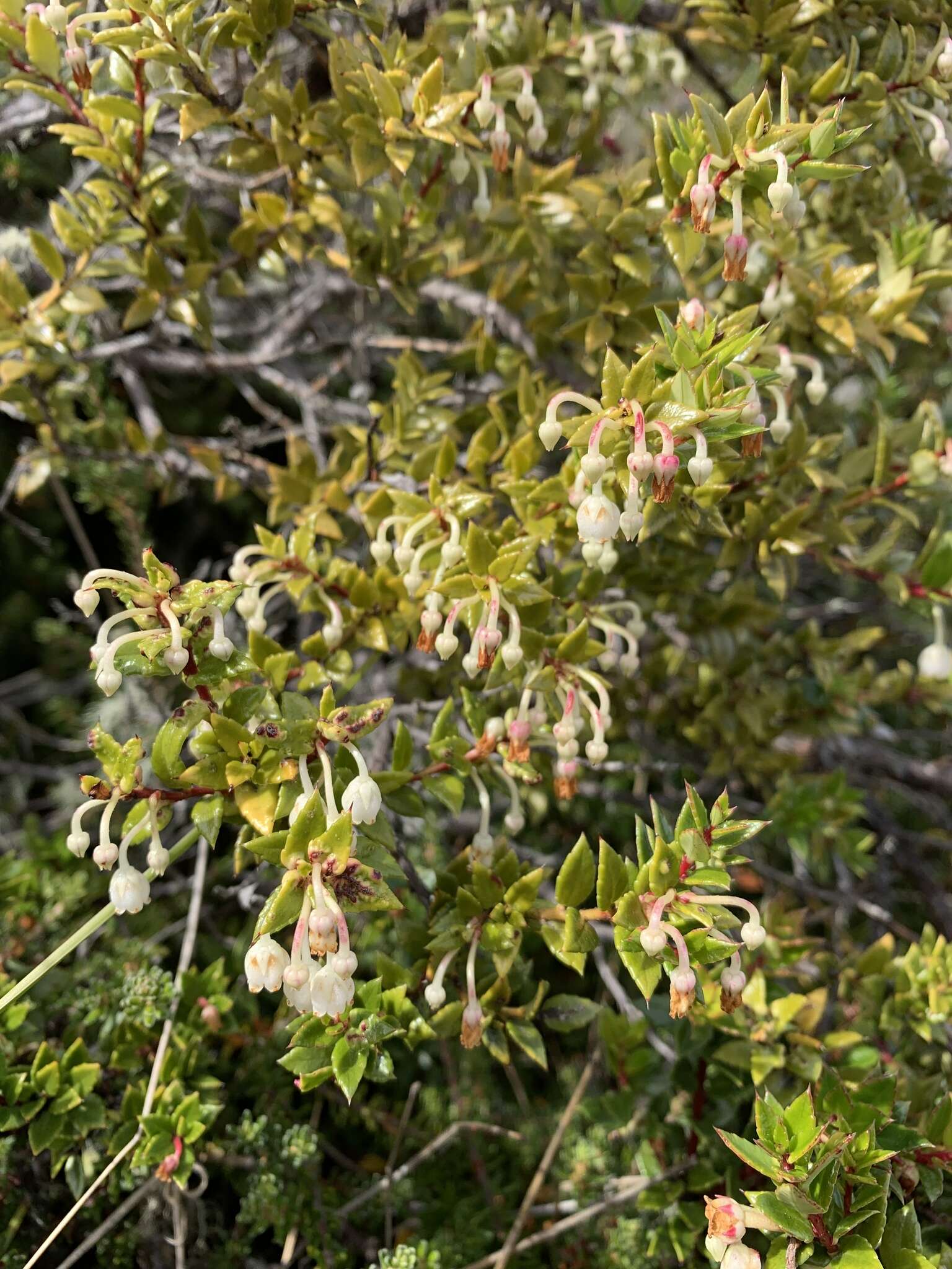 Image of Gaultheria mucronata (L. fil.) E. J. Remy