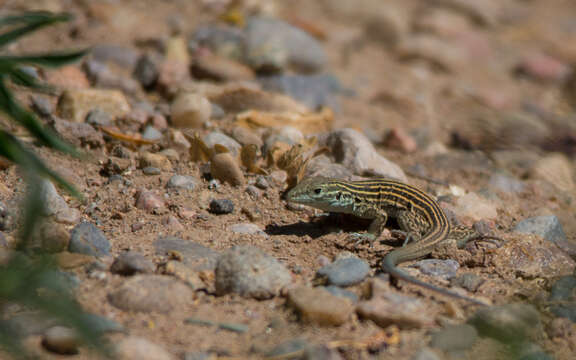 Image of New Mexico whiptail