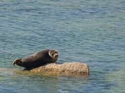 Image of Baikal seal