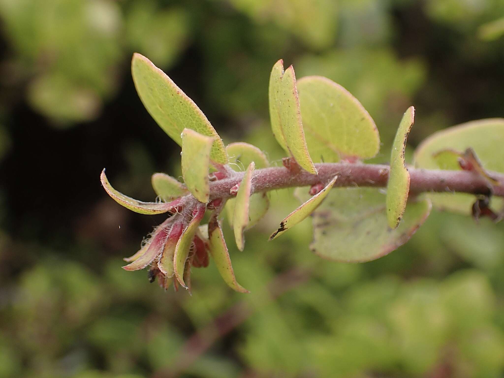 Plancia ëd Arctostaphylos pechoensis (Abrams) Dudley