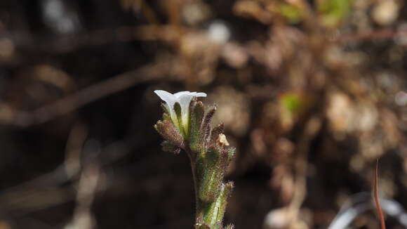 Phacelia affinis A. Gray的圖片