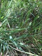 Image of California canarygrass