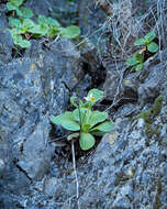 Image of Primula palinuri Pet.