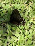 Image de Papilio menatius Hübner 1819