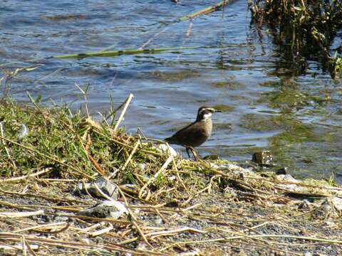 Image of Dark-bellied Cinclodes