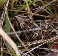 Image of Mascarene Grass Frog