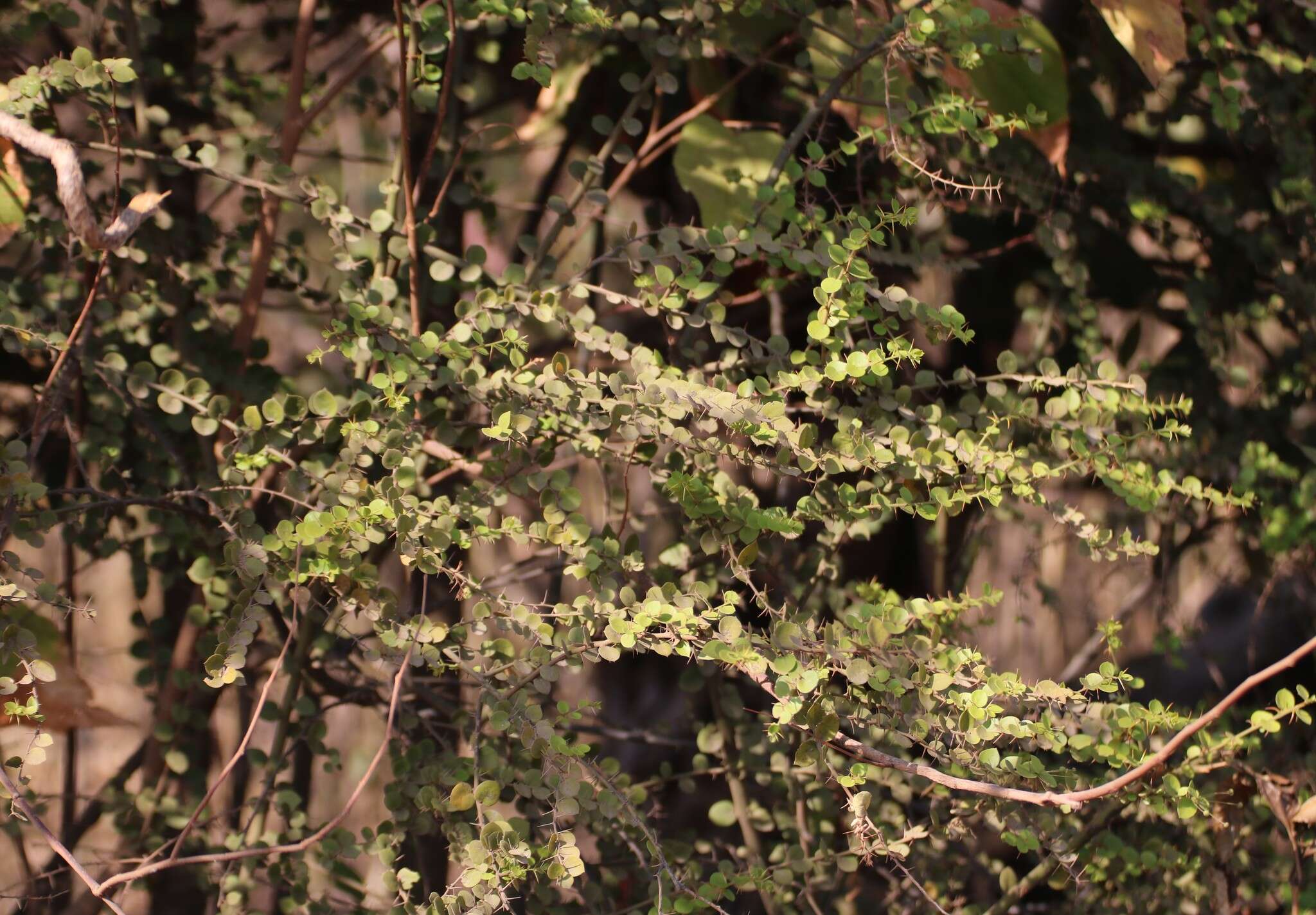 Image of Capparis rotundifolia Rottl.