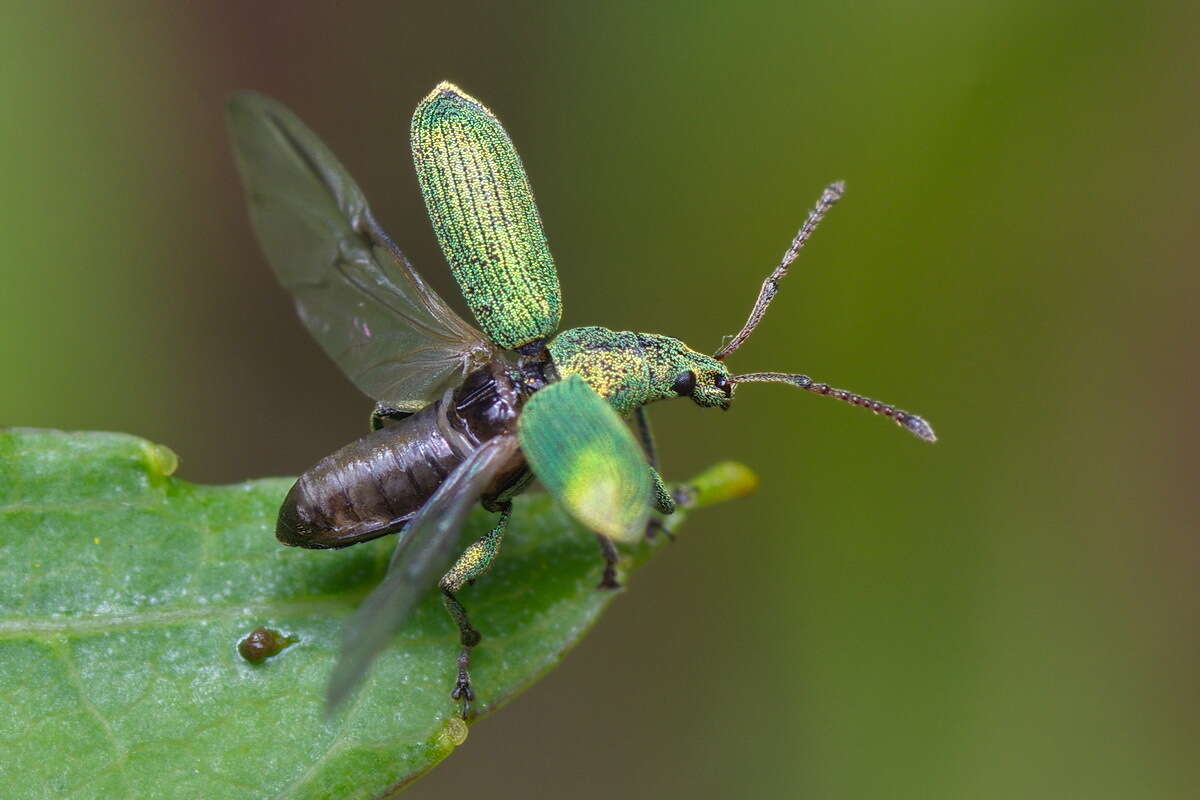 Plancia ëd Phyllobius (Pterygorrhynchus) maculicornis Germar 1824