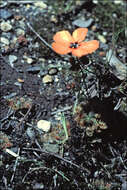 صورة Drosera miniata Diels