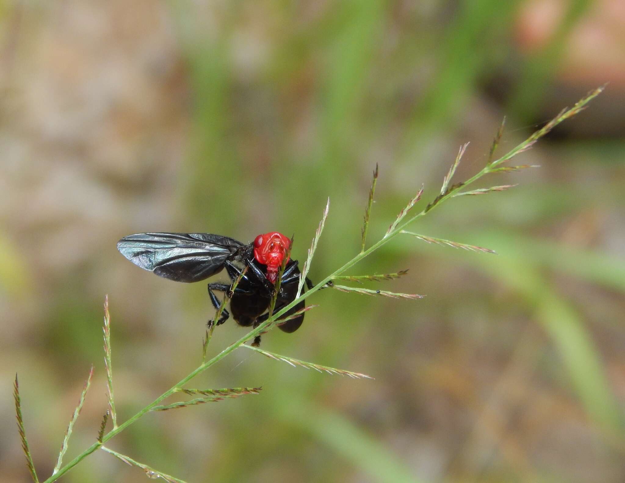 Image of Bromophila