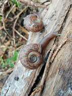 Image of Quimper Snail