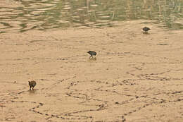 Image of Australian Crake