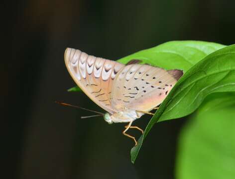 Image of Malay Viscount