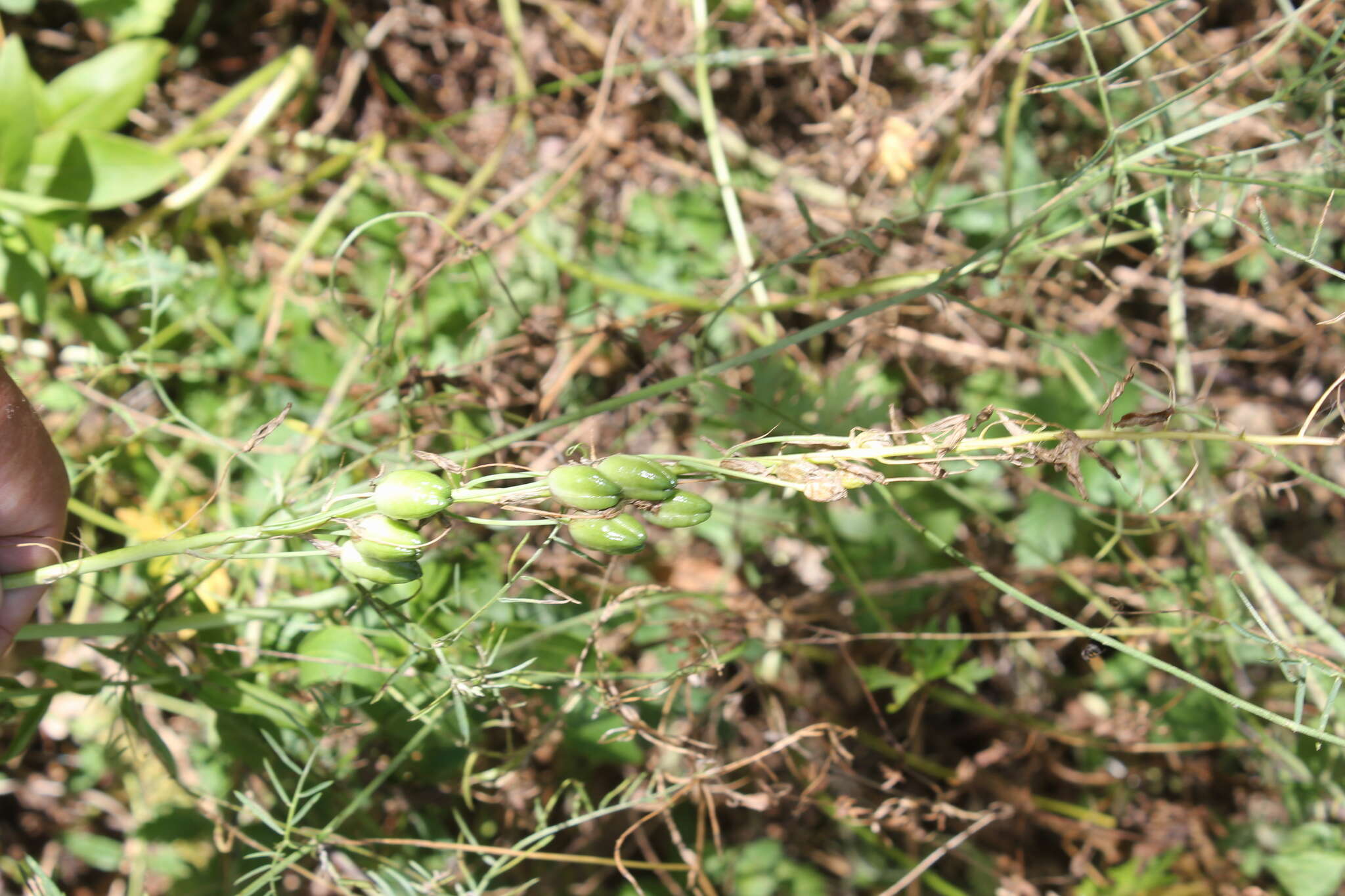 Image of Ornithogalum ponticum Zahar.