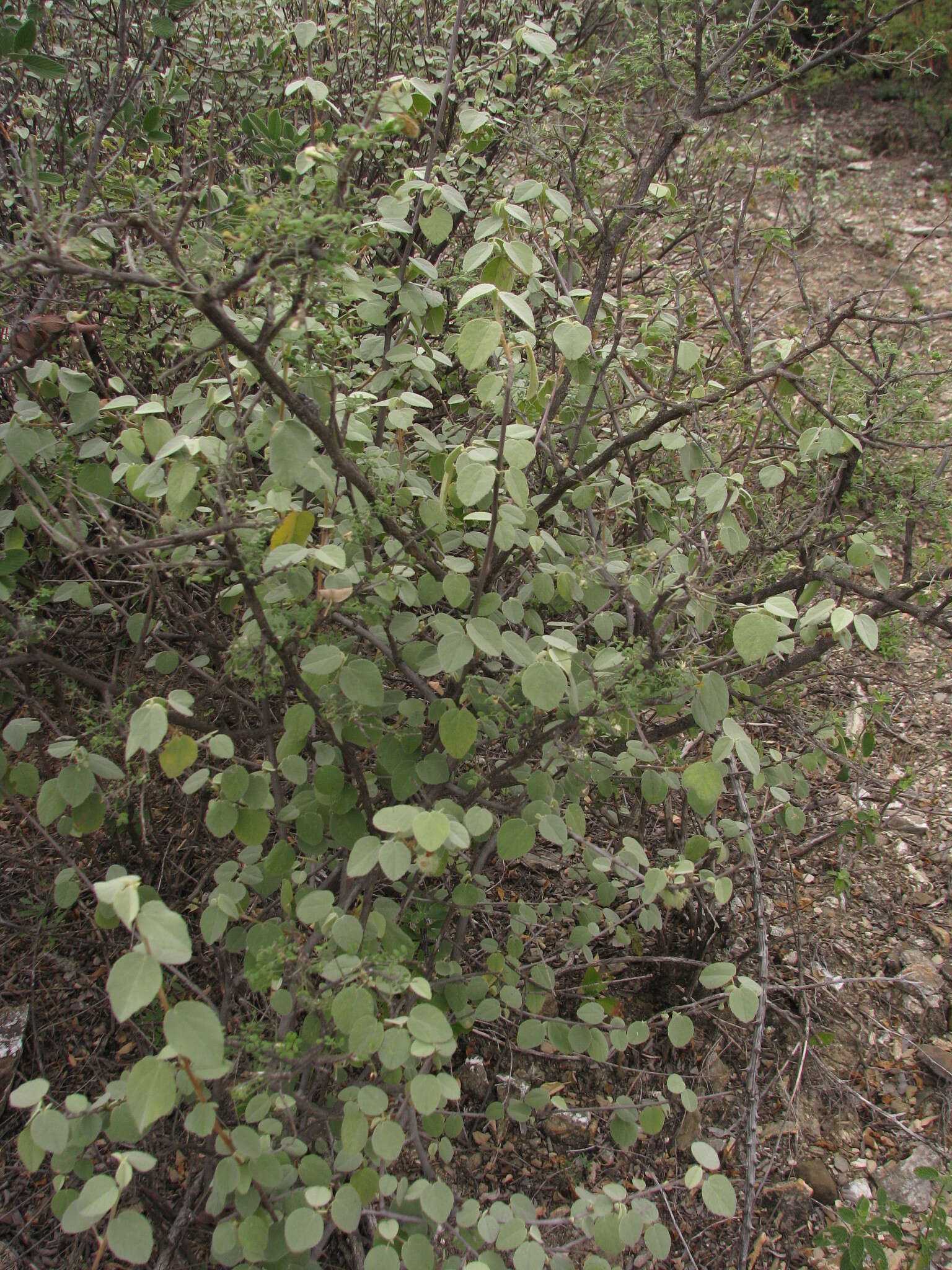 Image of Ayenia rotundifolia Hemsl.